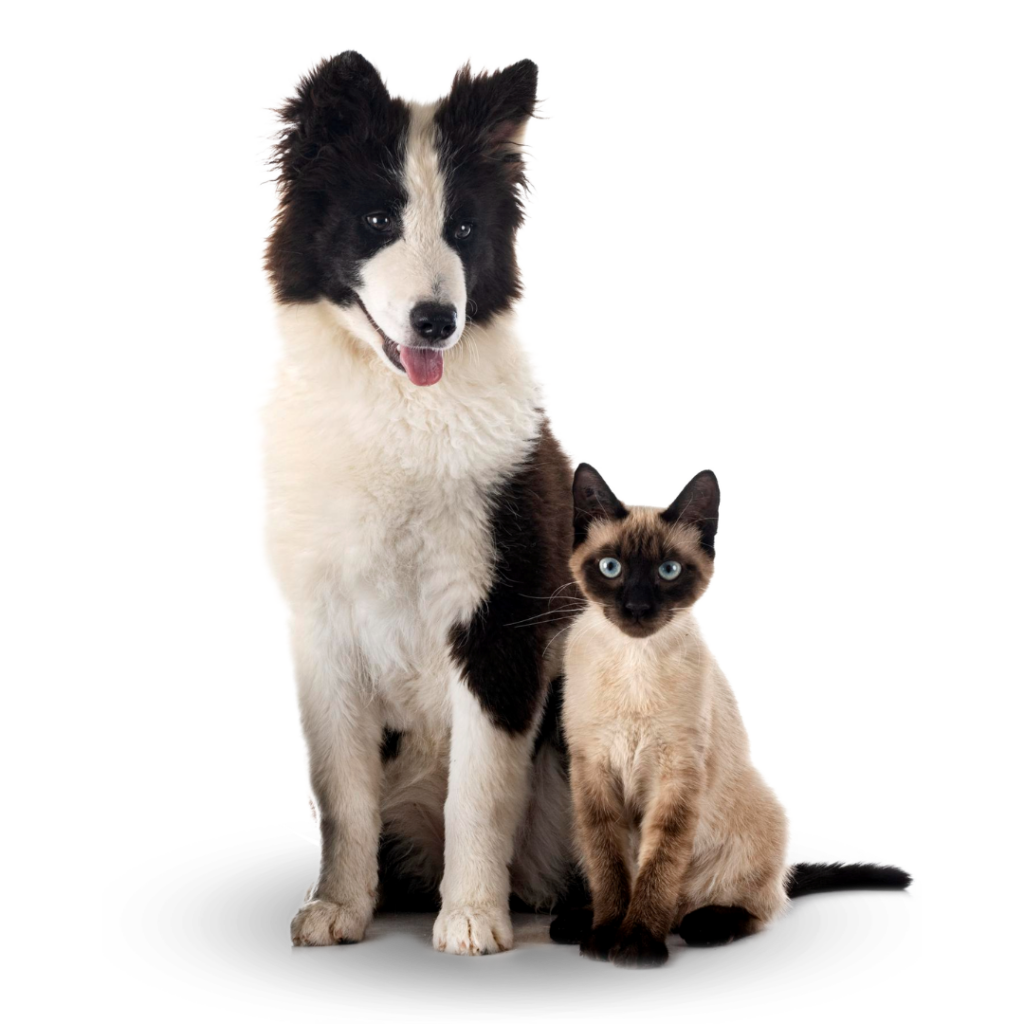 plan-preventivo-veterinario-perros-gatos A black and white dog sits next to a Siamese cat with blue eyes against a plain light background. Both animals are looking forward, creating a warm and welcoming scene perfect for any Inicio.