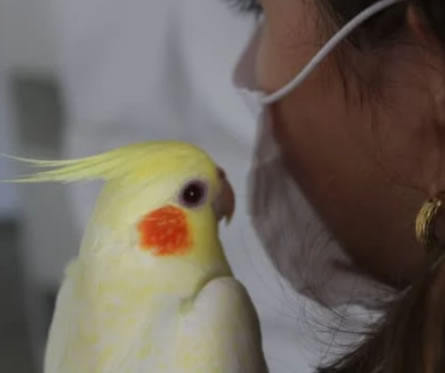 Veterinario de animales exoticos