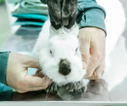 Veterinario de animales exoticos